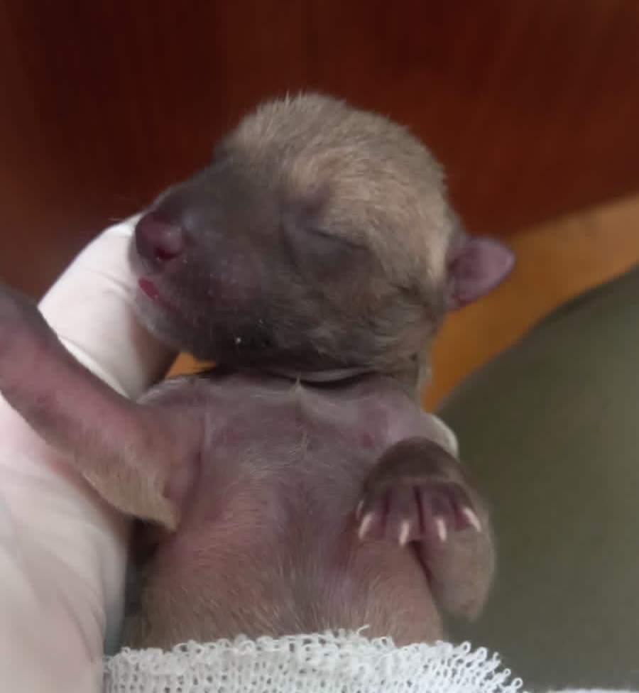 Salud Animal de Funes rescató zorritos bebés que se encontraban en un desagüe